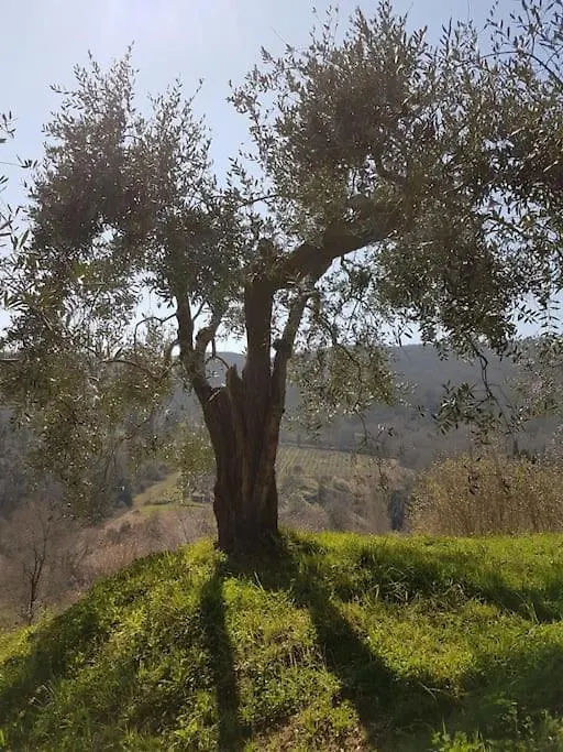 Un Piccolo Paradiso Nel Chianti Piu Selvaggio Greve in Chianti Italy